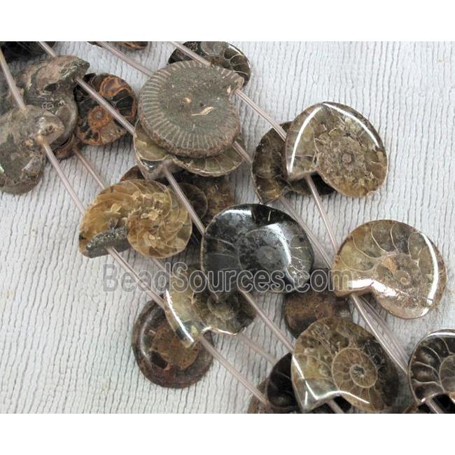 natural Ammonite Fossil beads