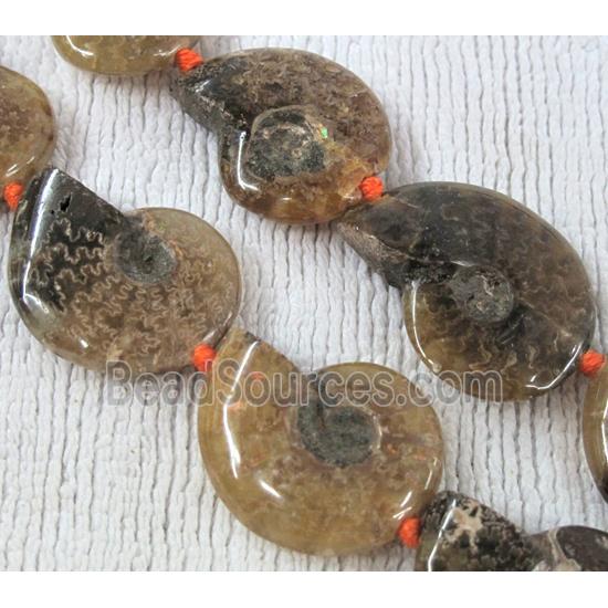 natural Ammonite Fossil beads