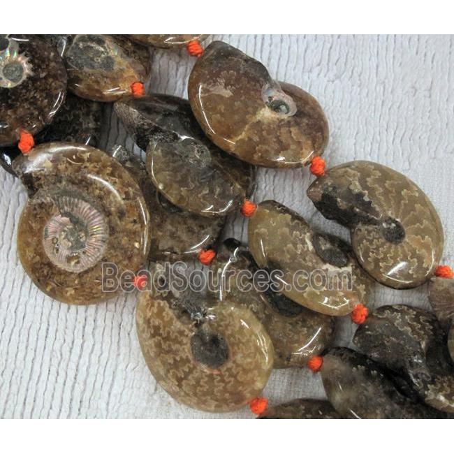 natural Ammonite Fossil beads