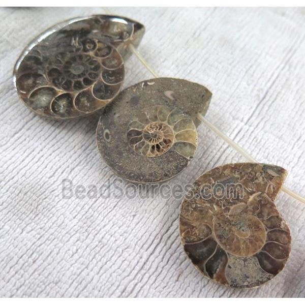 natural Ammonite Fossil beads