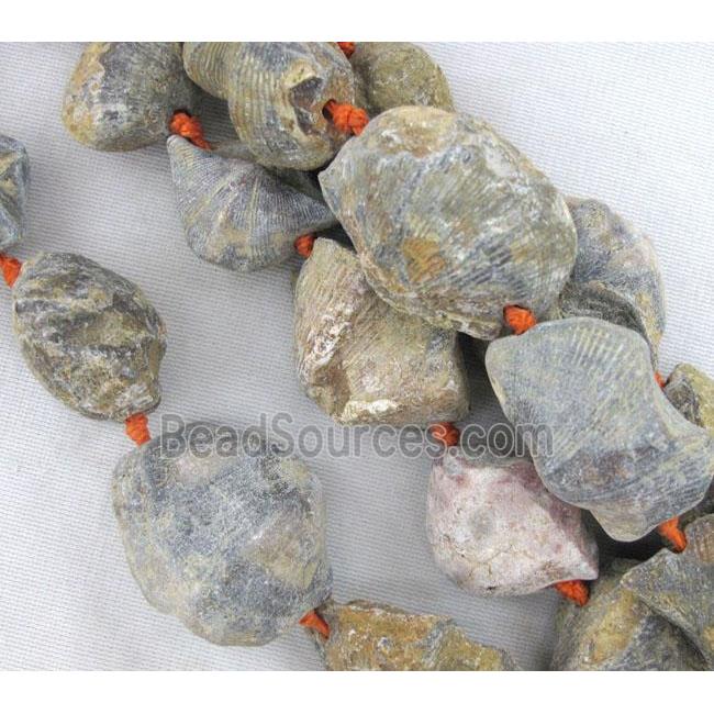 Shell Clams Fossil beads, freeform