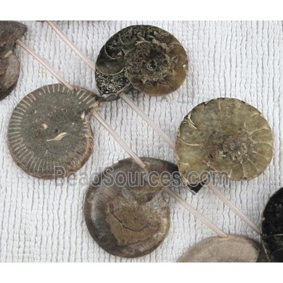 natural Ammonite Fossil beads