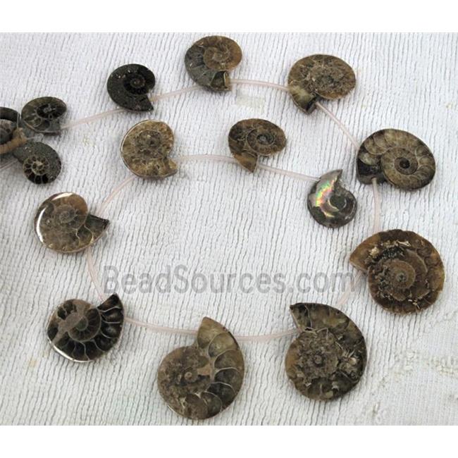 natural Ammonite Fossil beads