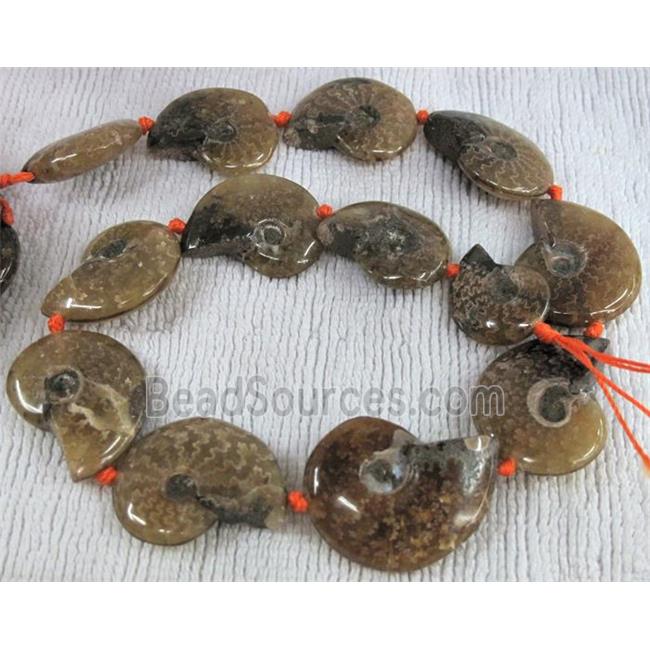 natural Ammonite Fossil beads