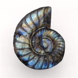 Natural Labradorite Conch Shell Charms Pendant Nautilus, approx 35-45mm